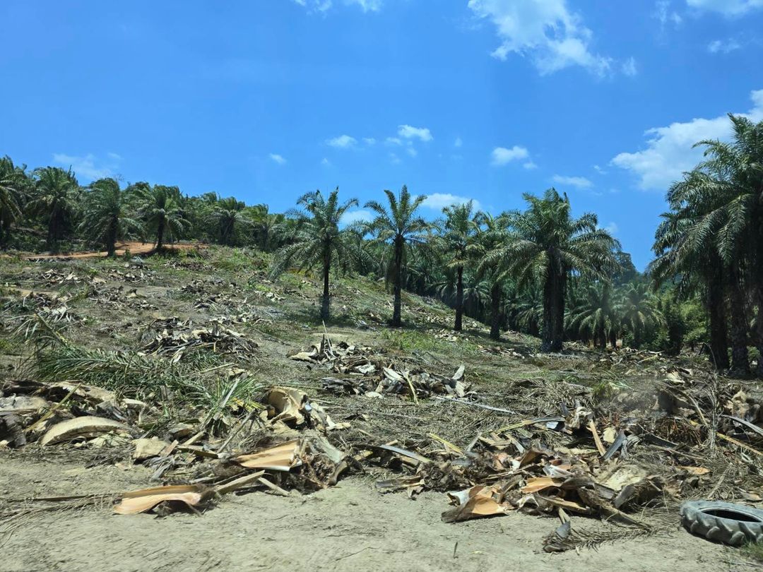 Prime 5-rai mountain view land in Khaolak. Perfect for luxury villa development